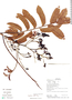 Dipteryx alata image