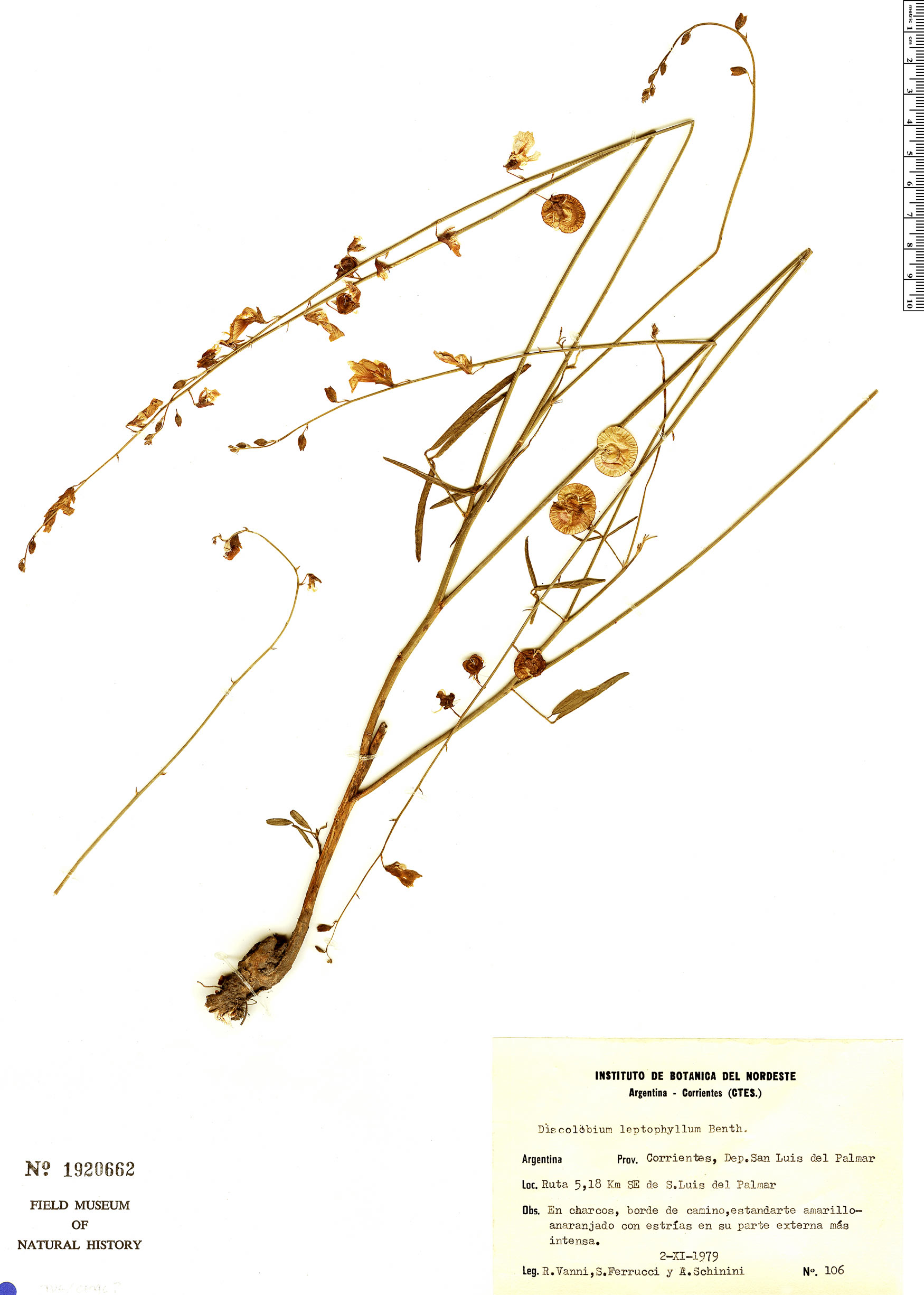 Discolobium leptophyllum image