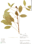 Erythrina crista-galli image