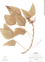 Erythrina lanceolata image