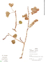 Haematoxylum campechianum image