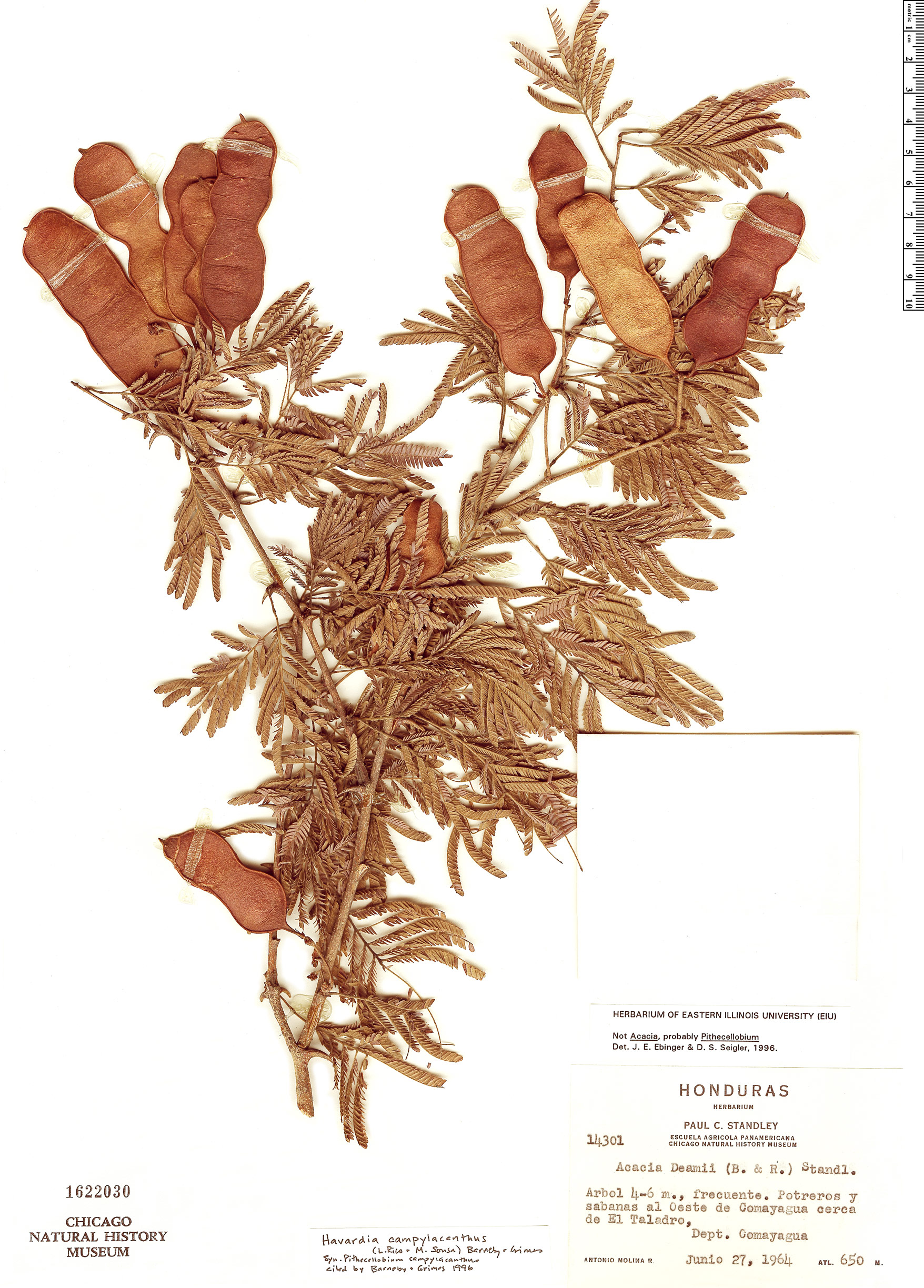Havardia campylacantha image