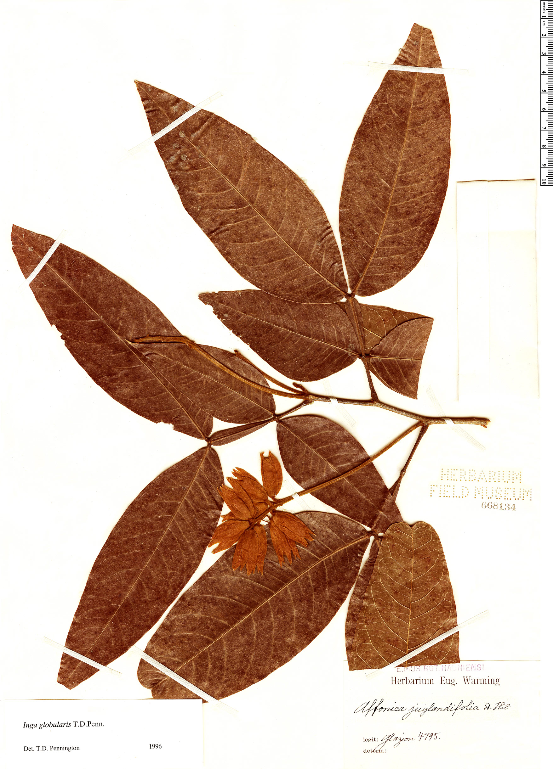Affonsea juglandifolia image