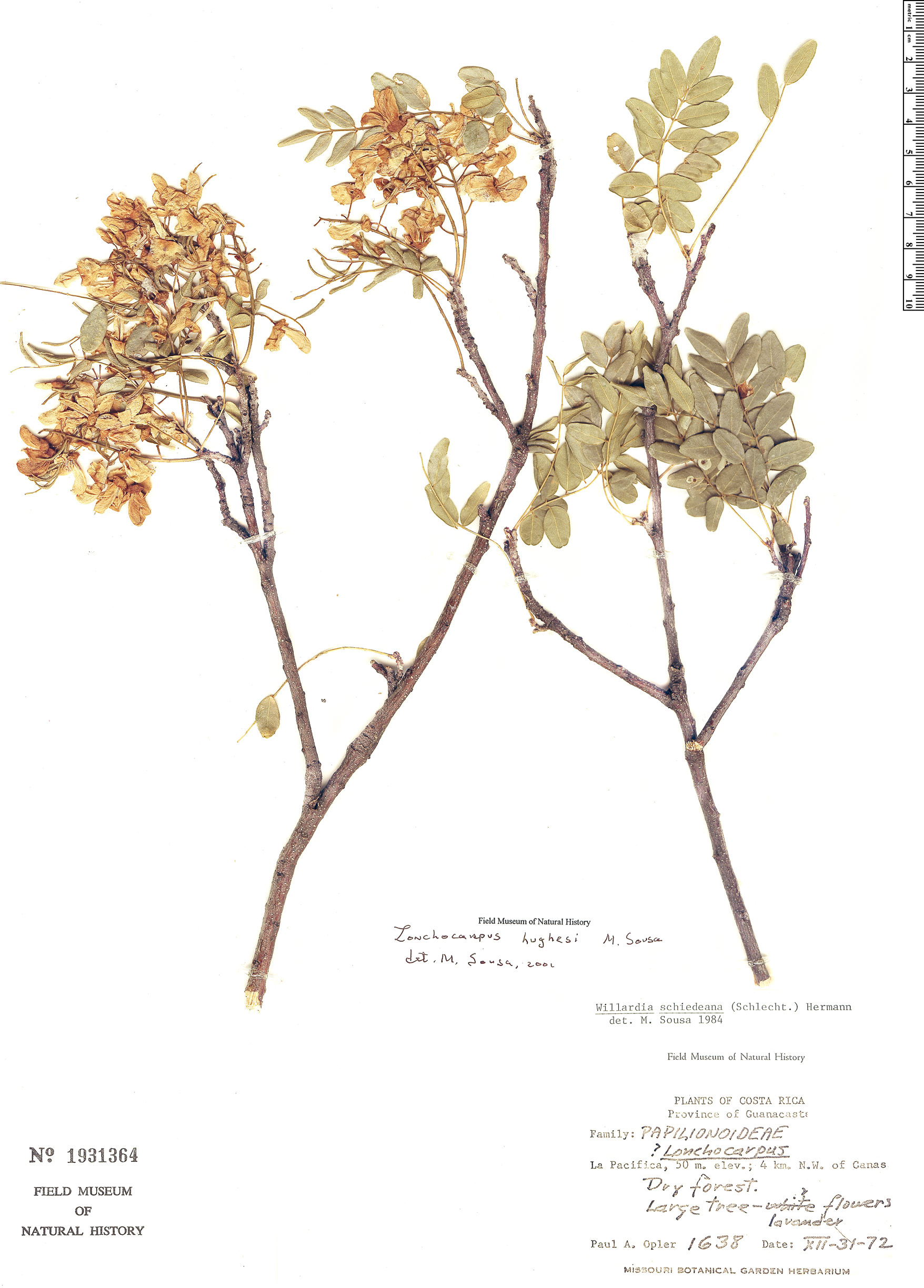 Lonchocarpus hughesii image