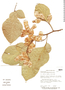 Lonchocarpus phaseolifolius image