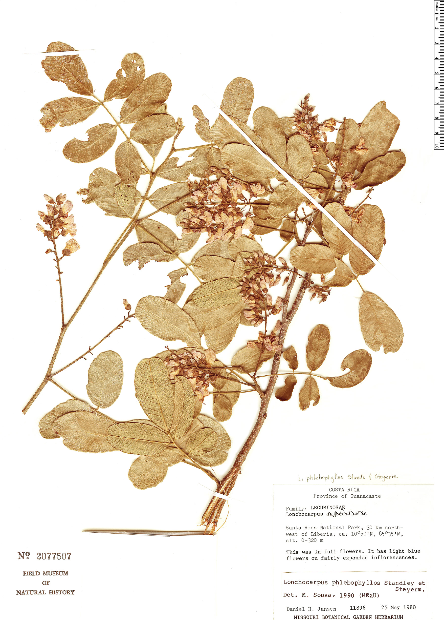 Lonchocarpus phlebophyllus image