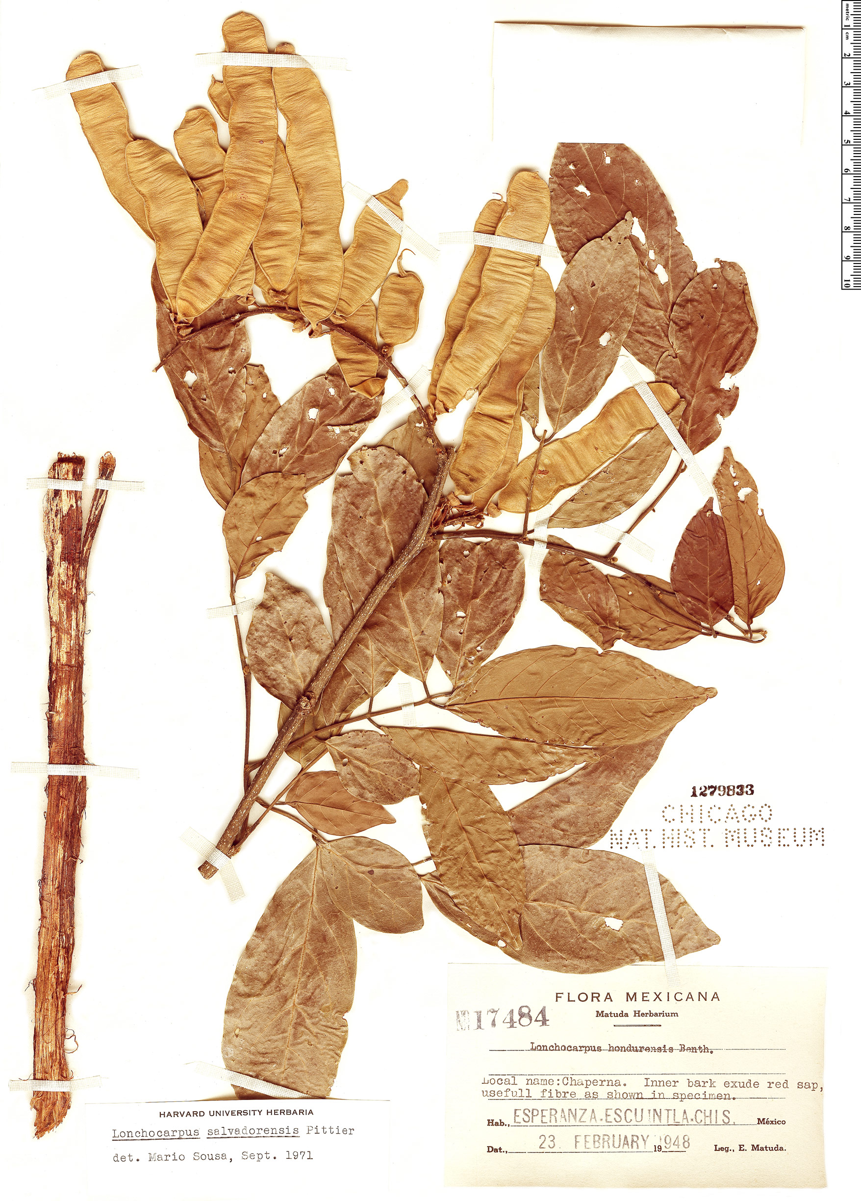 Lonchocarpus salvadorensis image