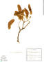 Luetzelburgia auriculata image