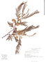 Lysiloma auritum image