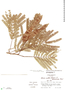Mariosousa usumacintensis image