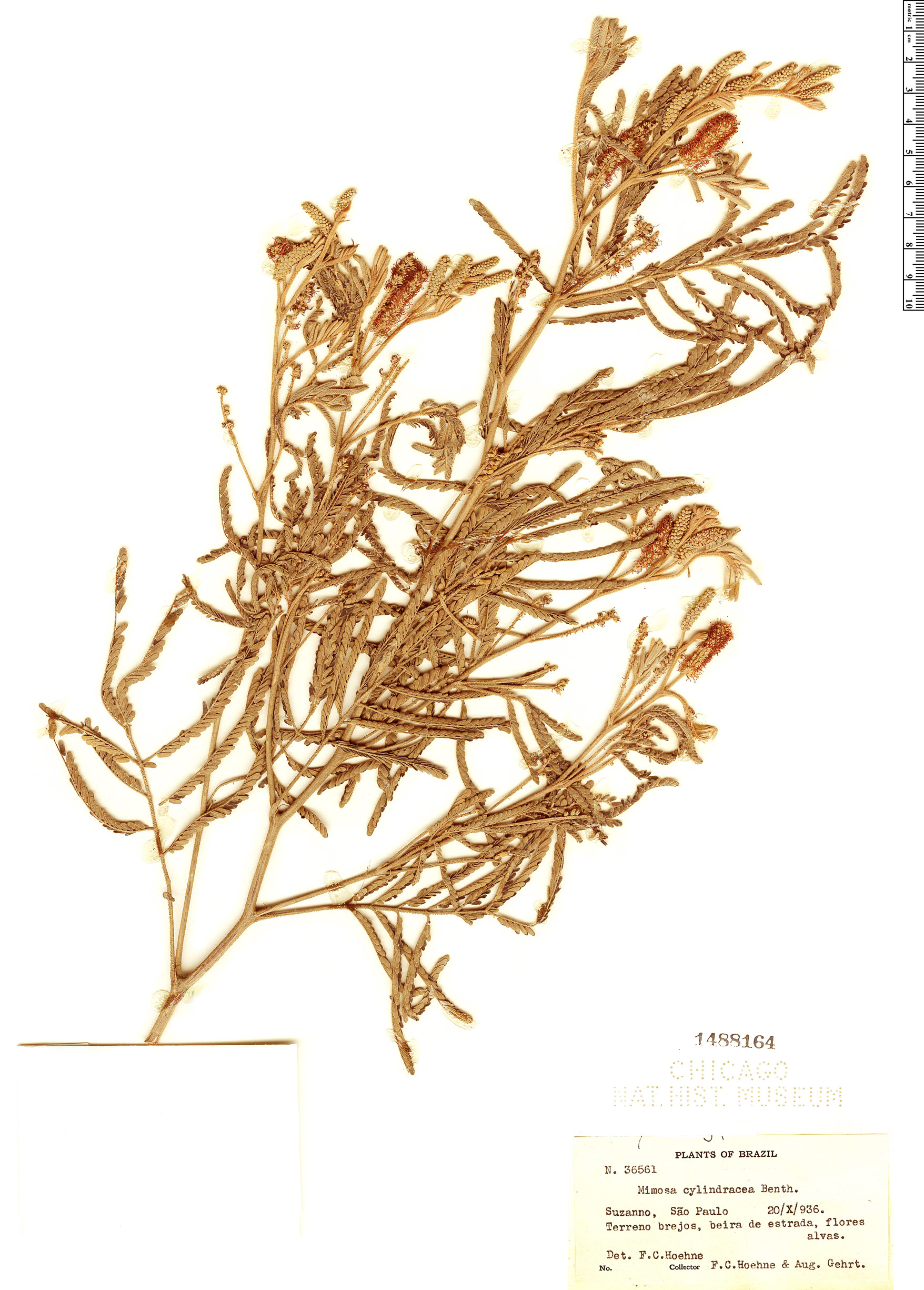Mimosa cylindracea image