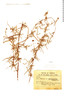 Mimosa macrocalyx image