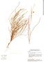 Mimosa phyllodinea image