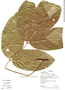 Ormosia macrocalyx image