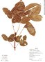 Ormosia macrocalyx image