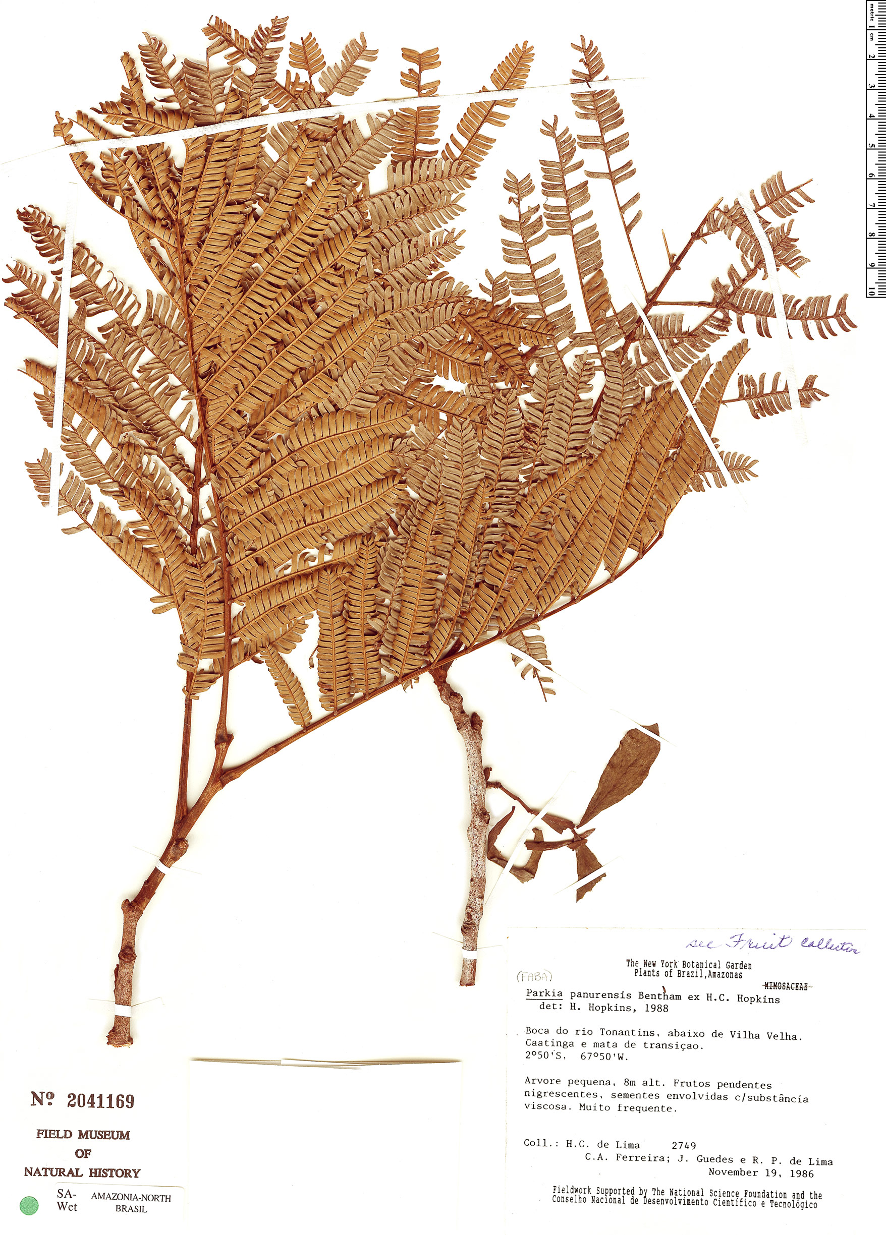 Parkia panurensis image