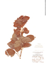 Pithecellobium johansenii image