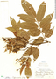 Pterocarpus officinalis image