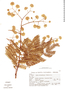 Senegalia nitidifolia image