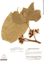 Senna macrophylla image