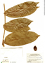 Swartzia guianensis image