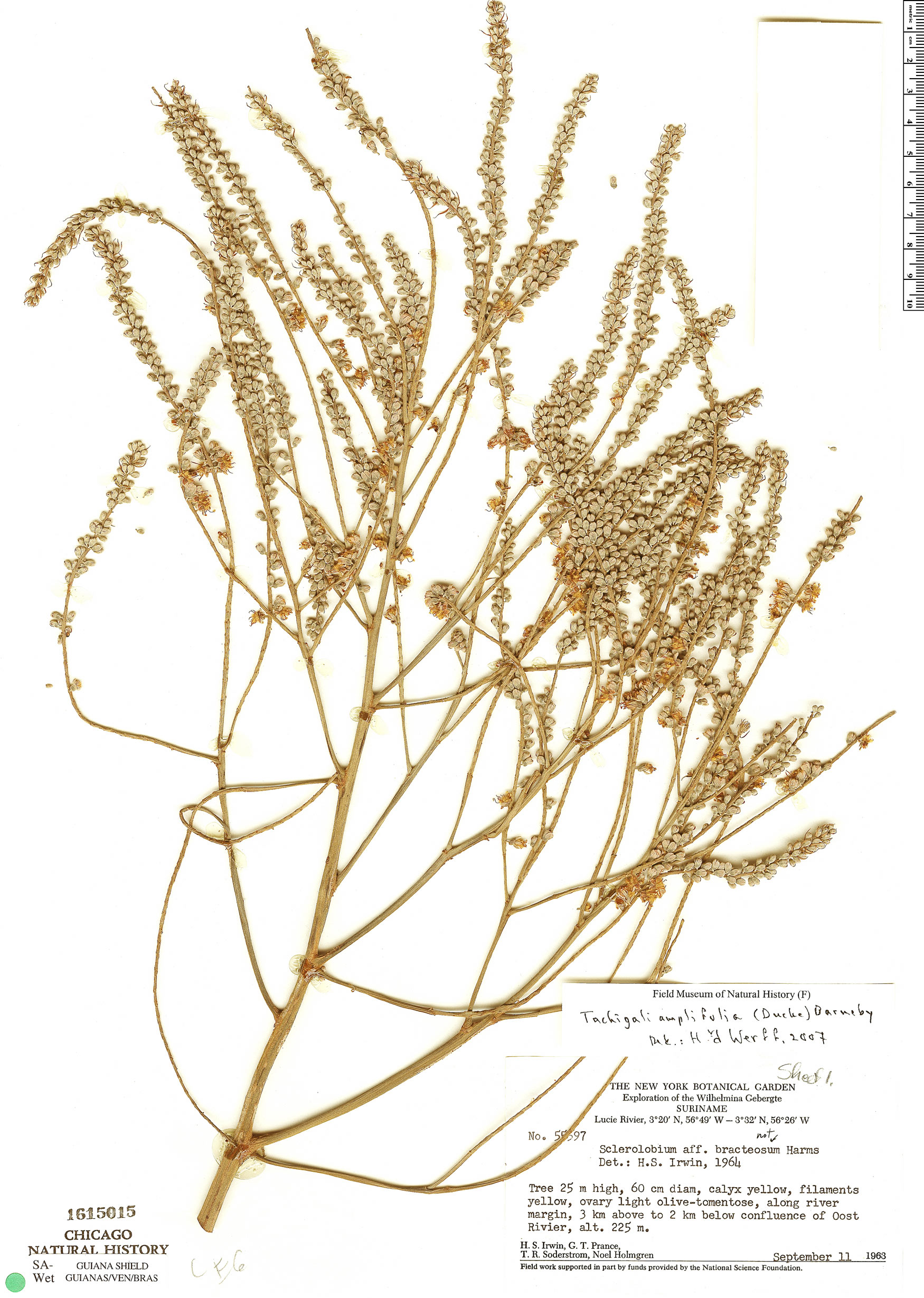 Tachigali amplifolia image