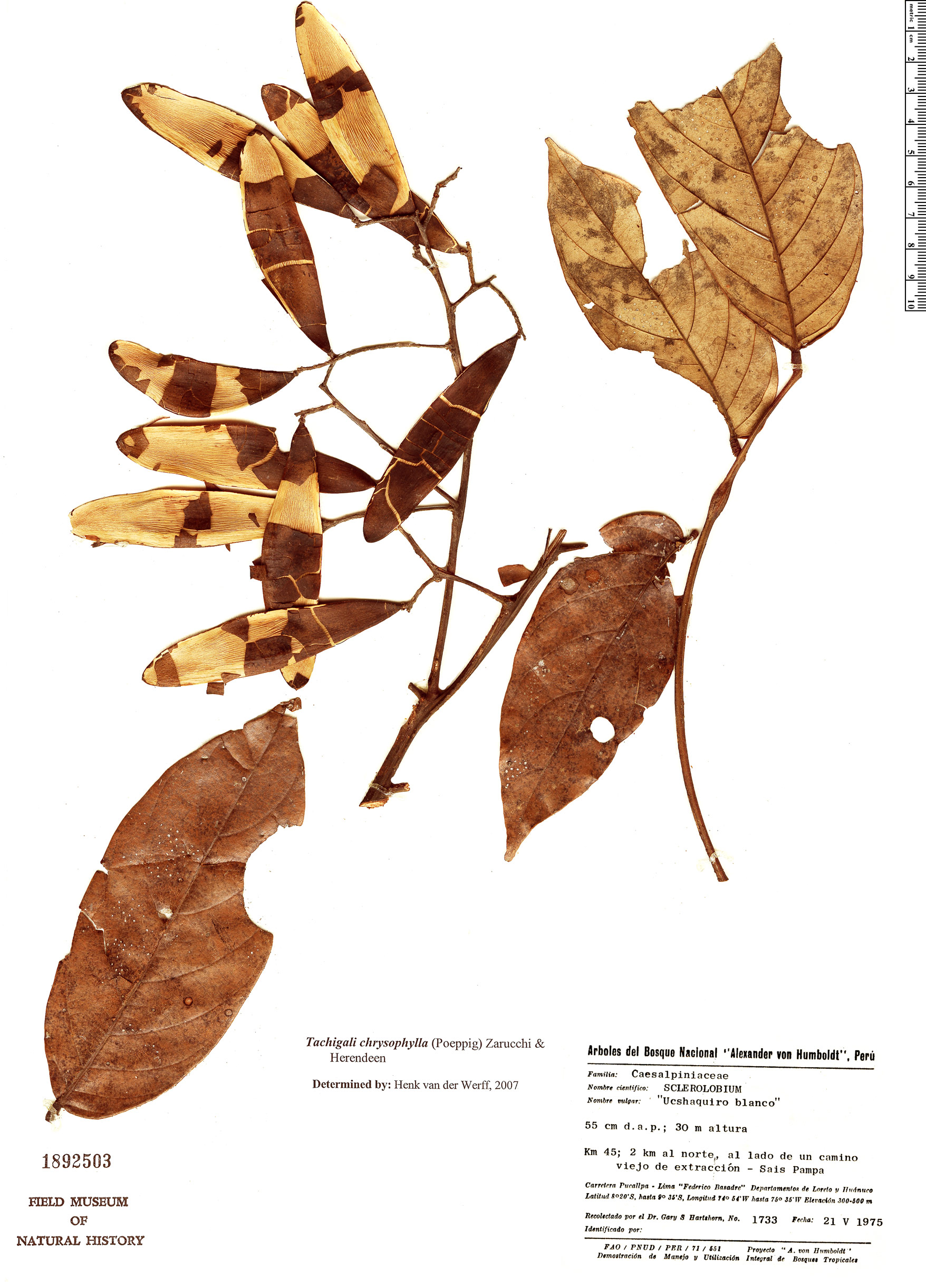 Tachigali chrysophylla image