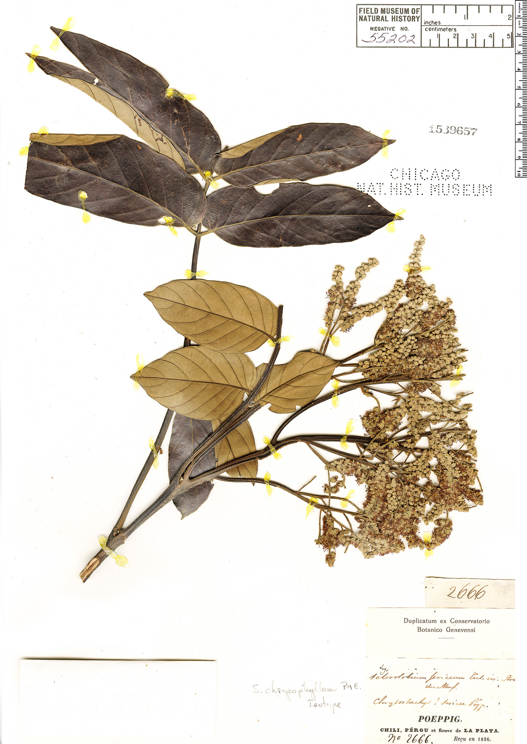 Sclerolobium chrysophyllum image