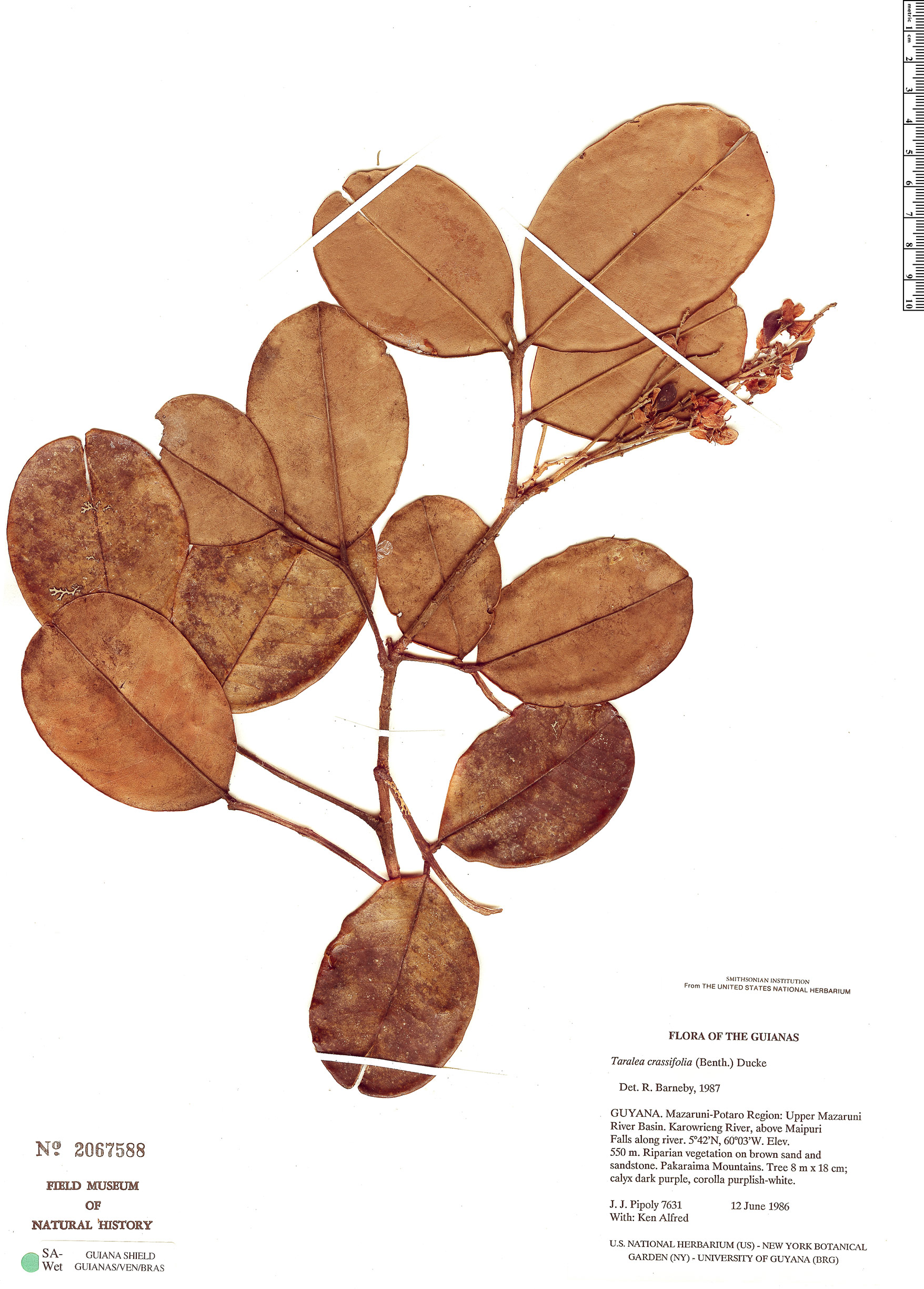 Taralea crassifolia image
