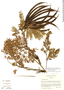 Vachellia gentlei image