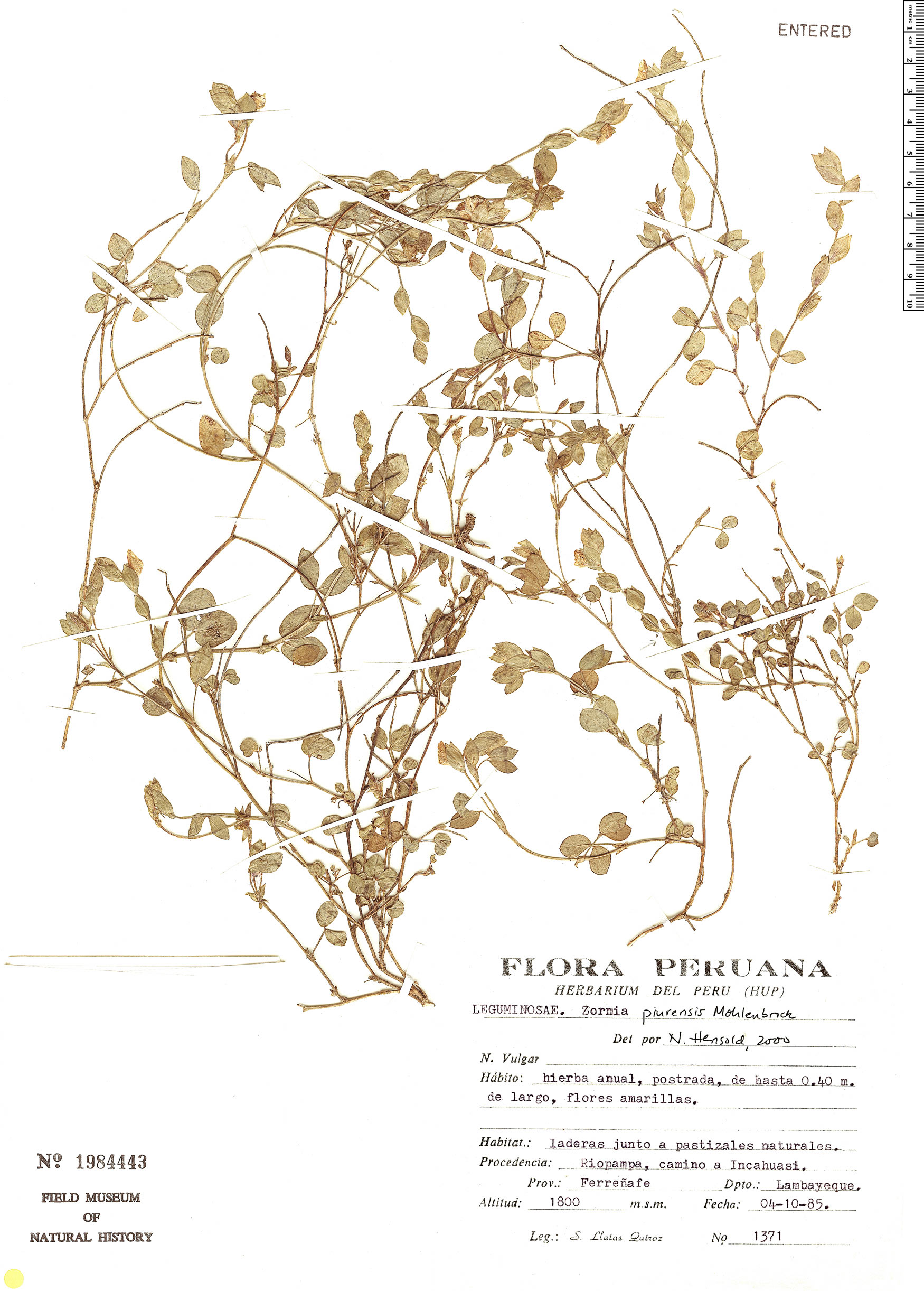 Zornia piurensis image
