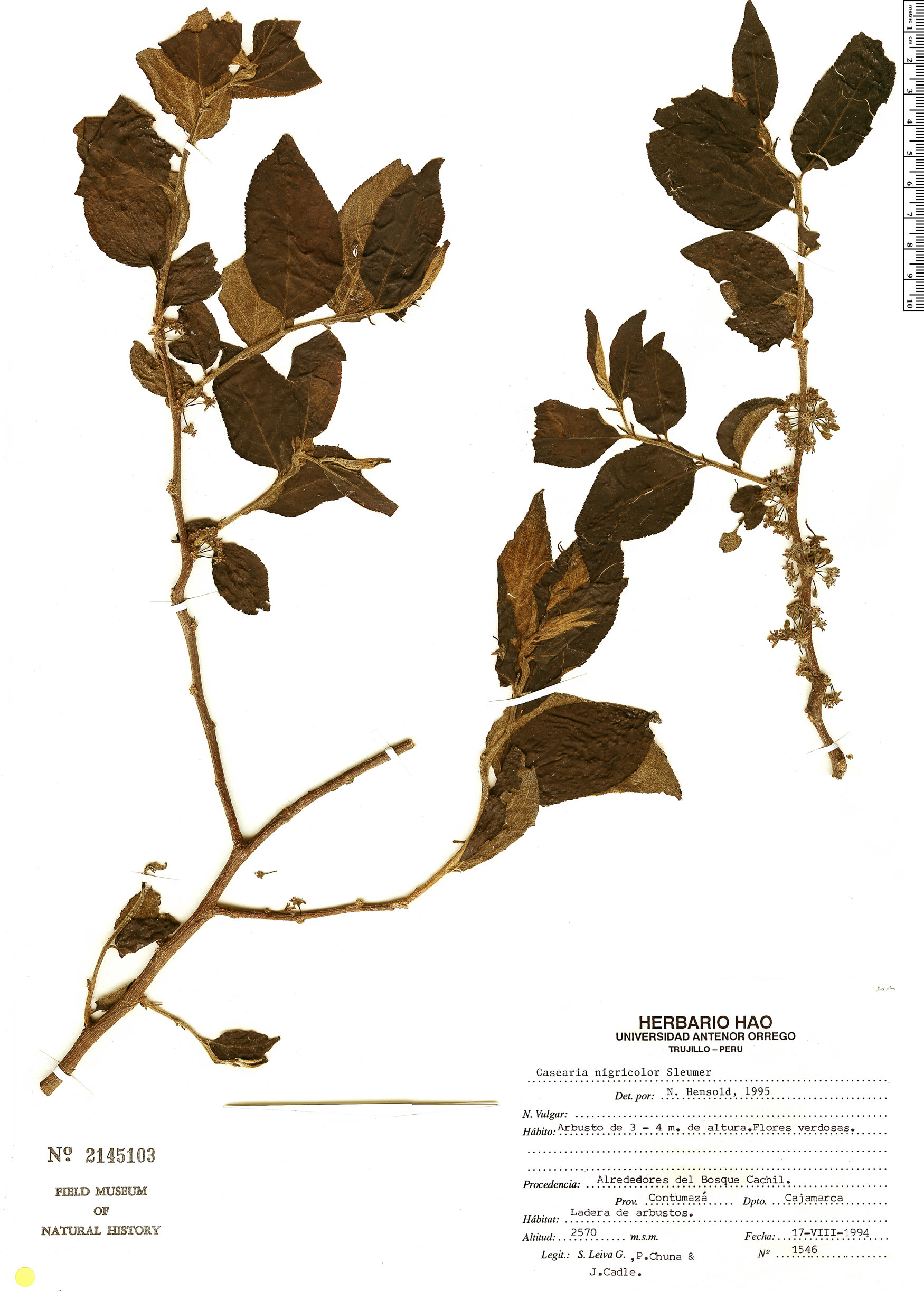 Casearia nigricolor image