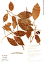 Casearia pauciflora image