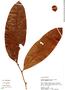 Casearia resinifera image