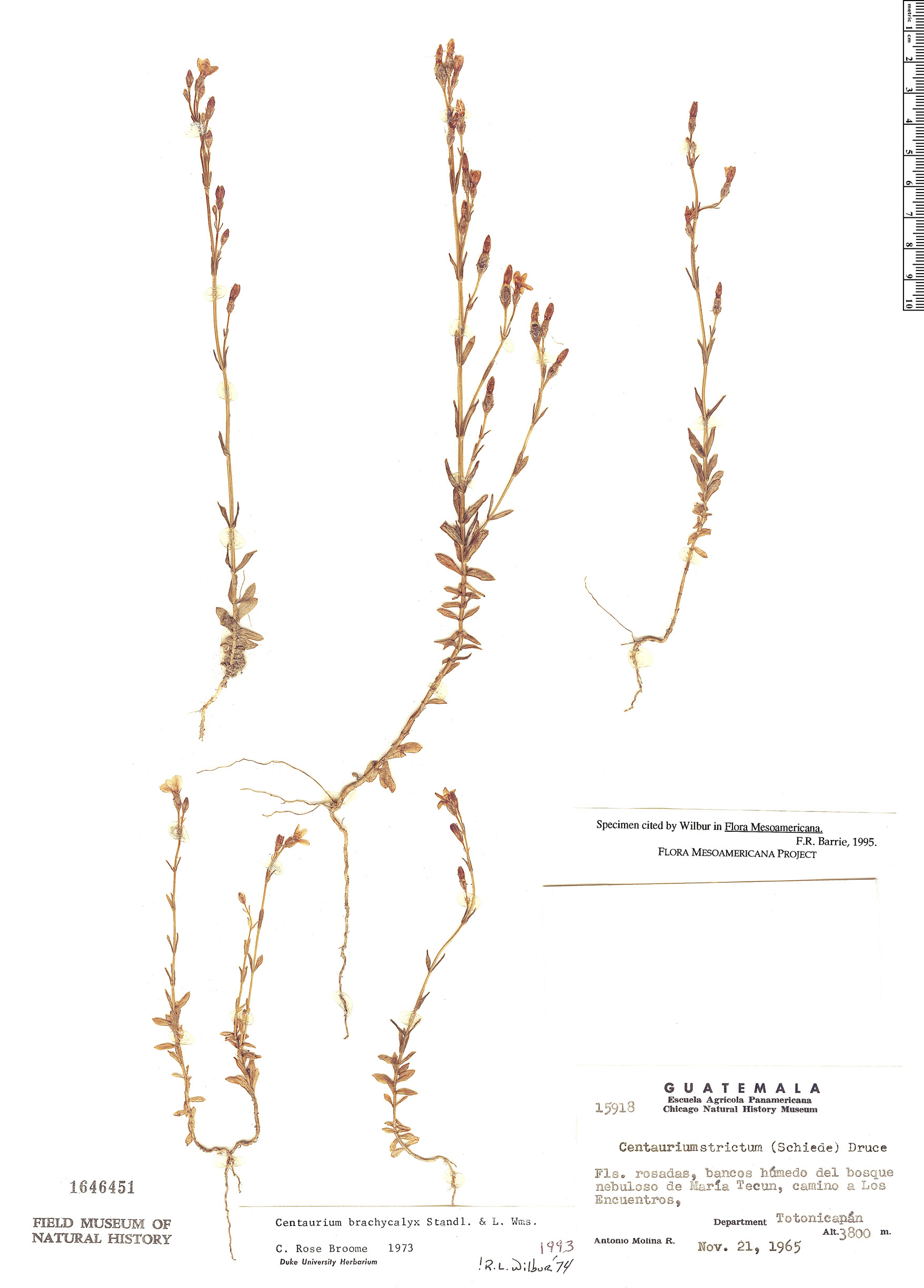 Centaurium brachycalyx image
