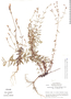 Centaurium brachycalyx image