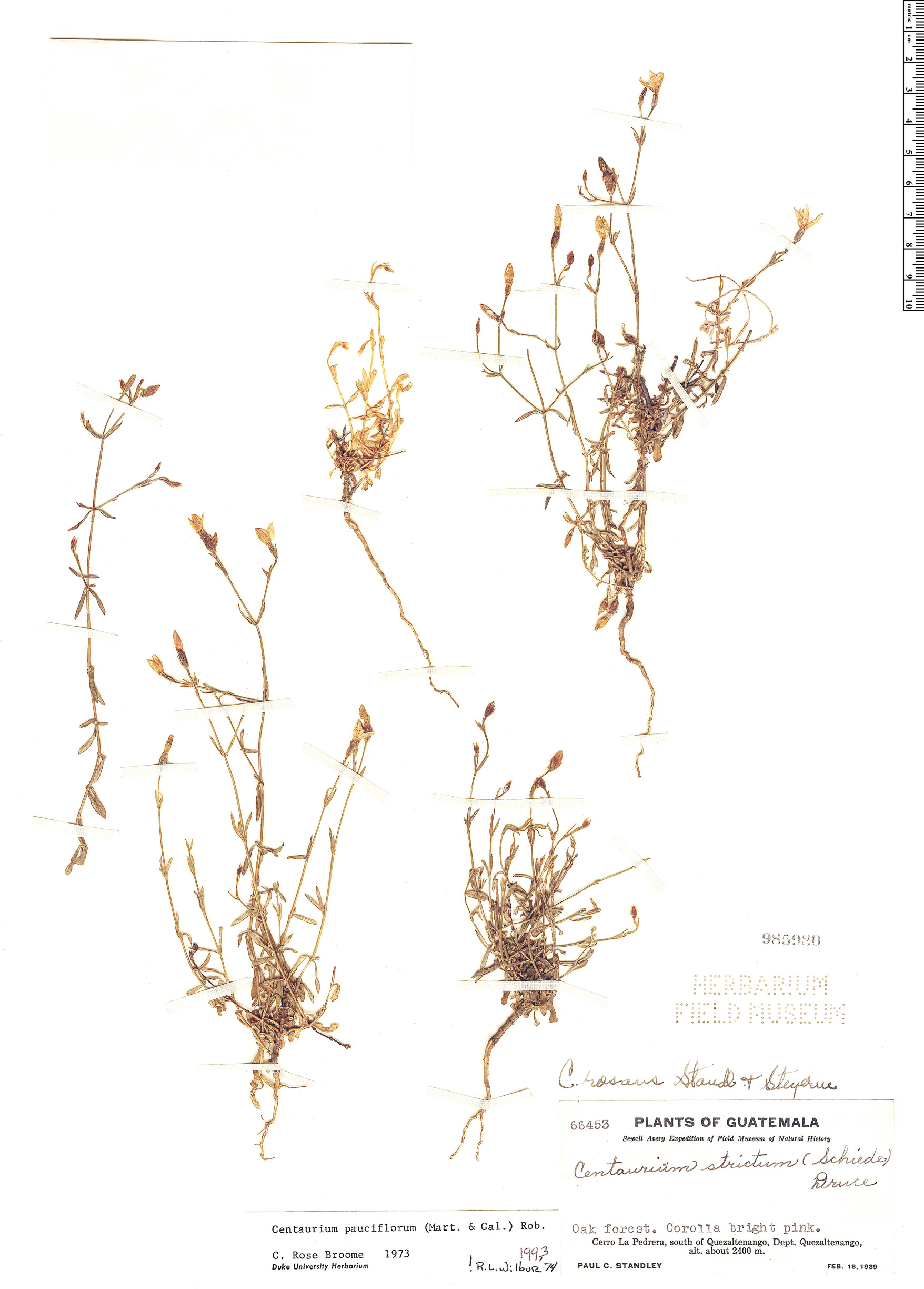 Centaurium pauciflorum image