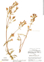 Gentianella bicolor image