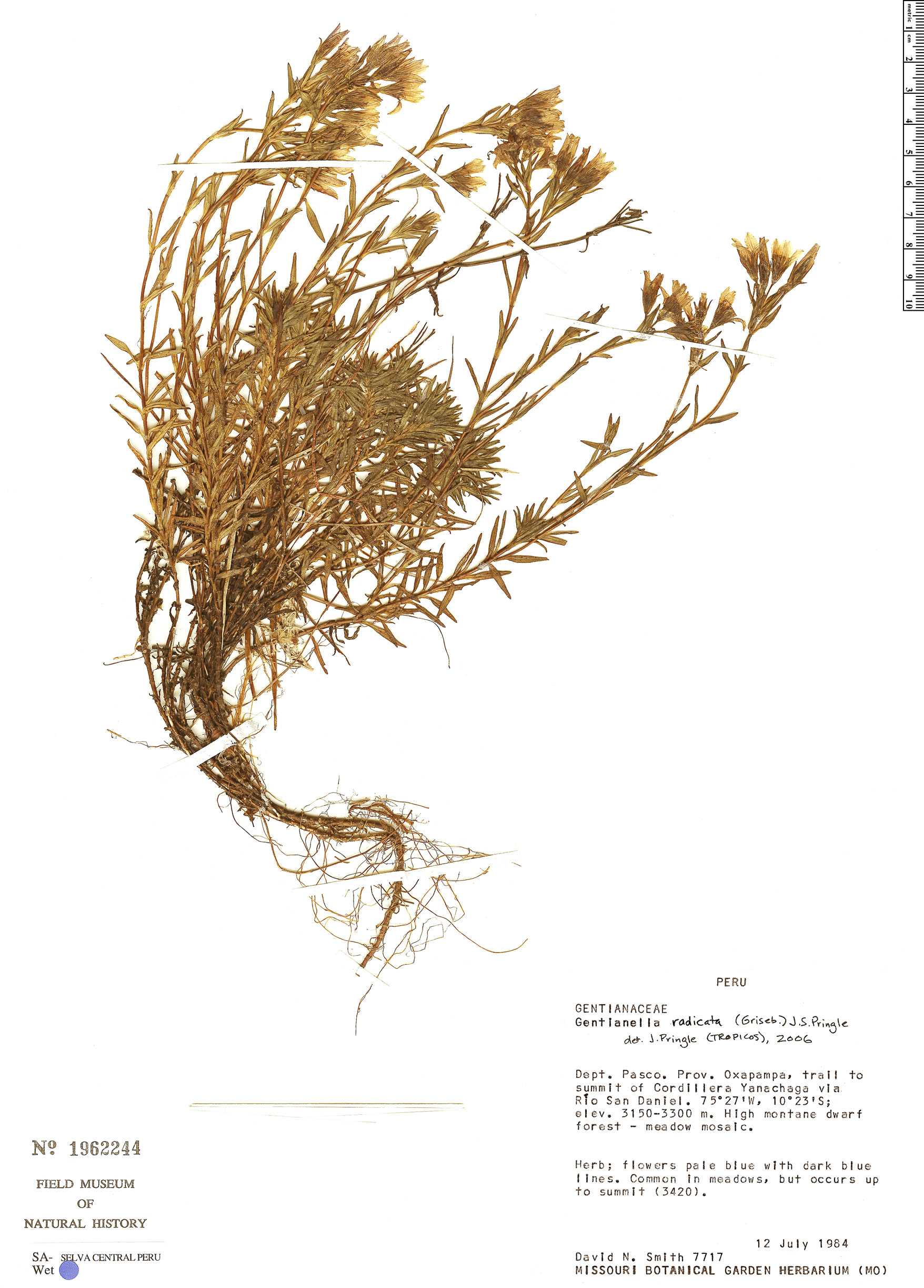 Gentianella radicata image