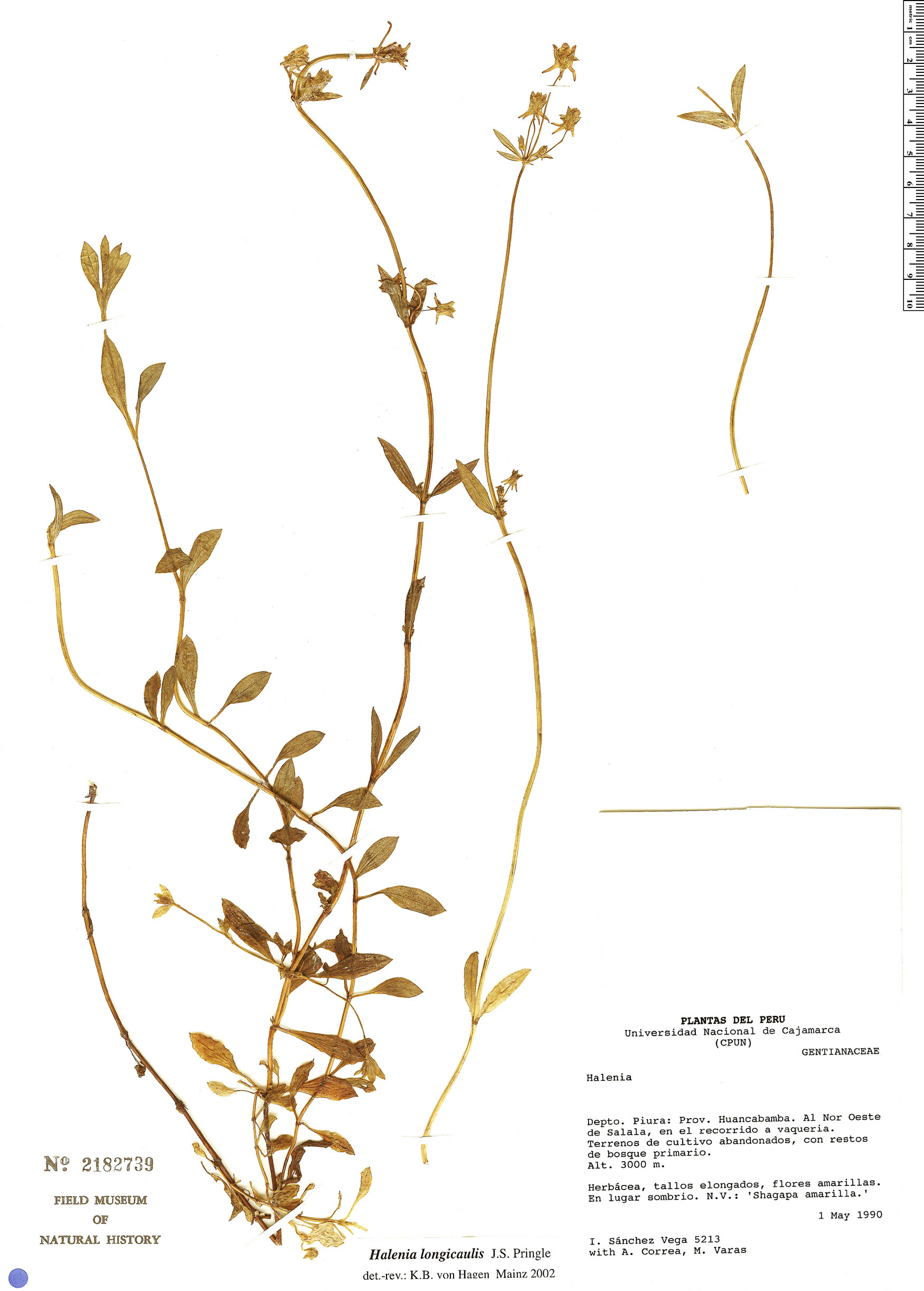 Halenia longicaulis image