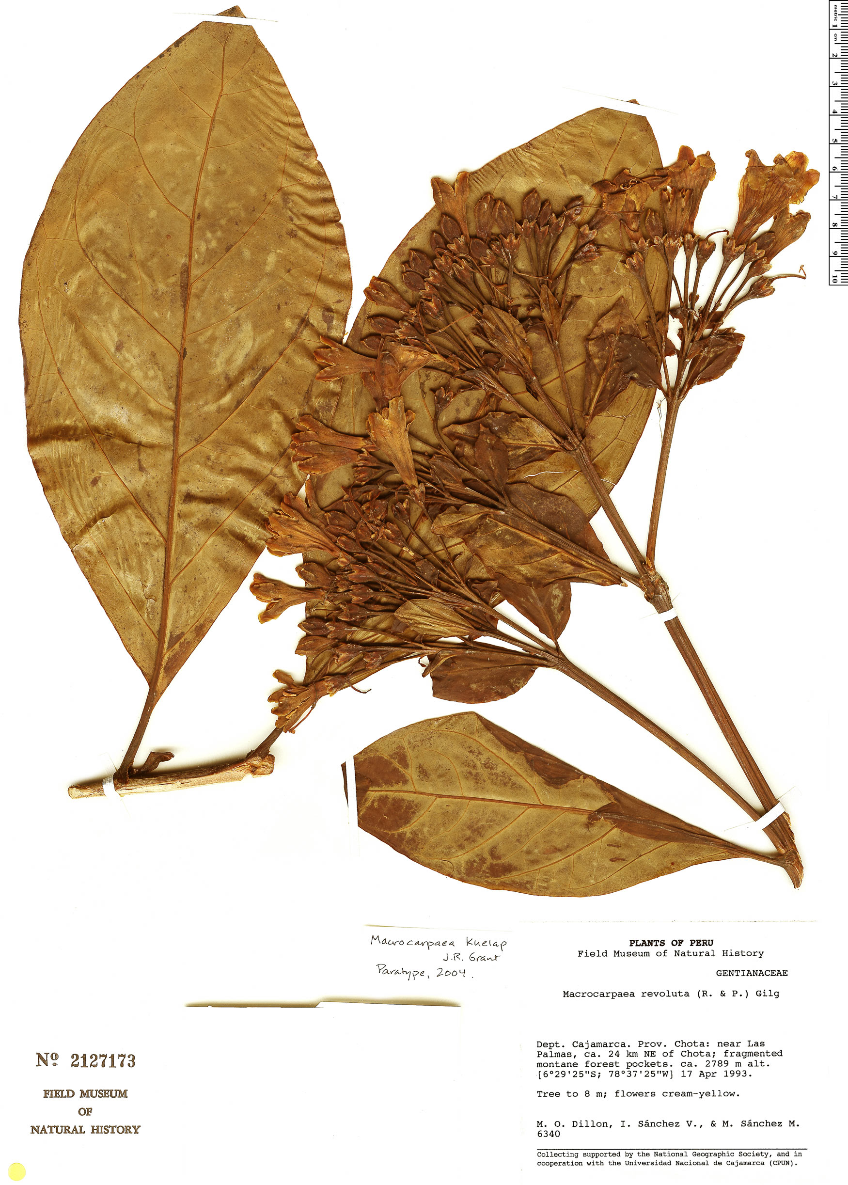 Macrocarpaea kuelap image