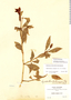 Symbolanthus australis image
