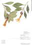 Symbolanthus pulcherrimus image