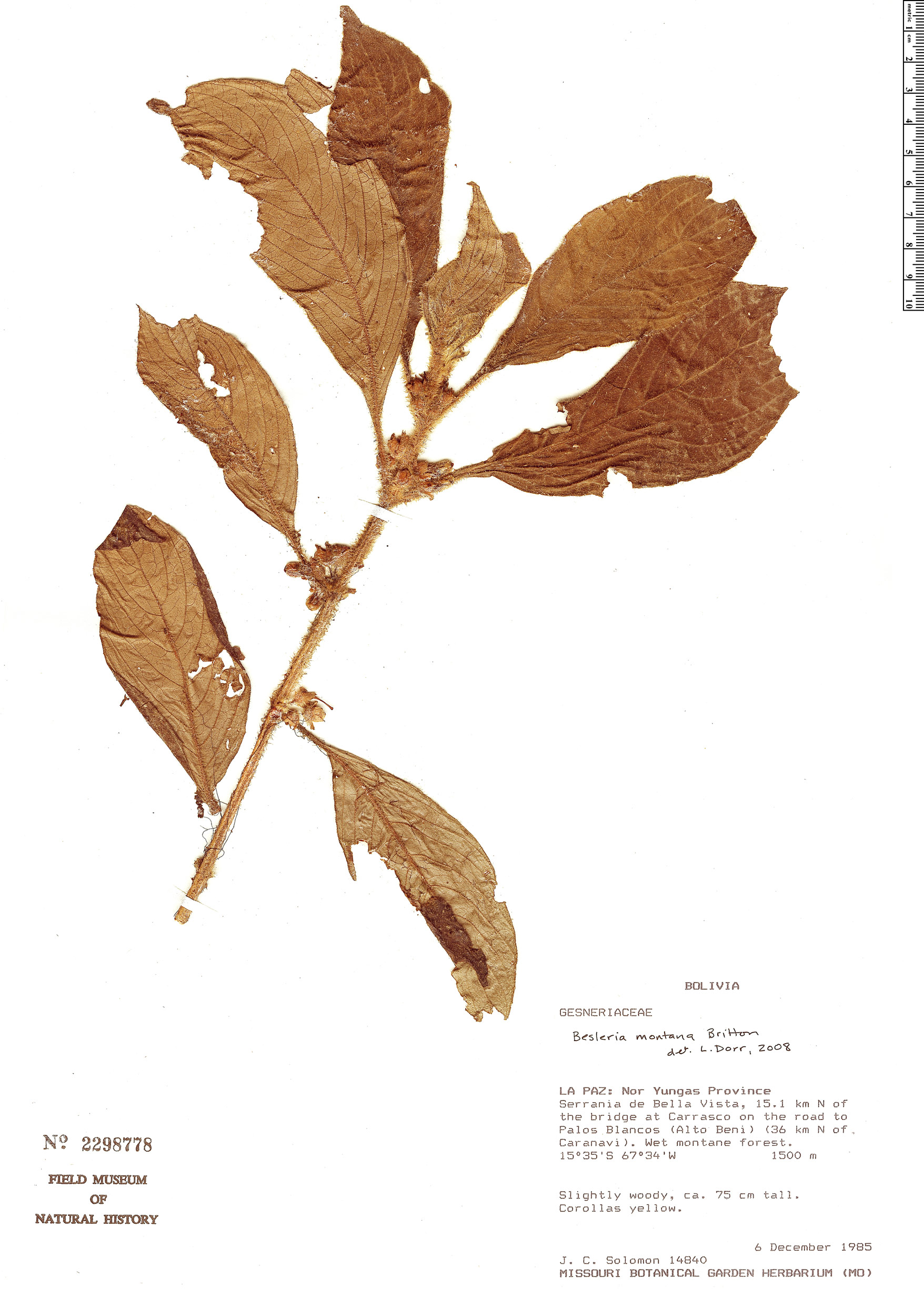 Besleria montana image