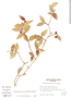Codonanthe gracilis image