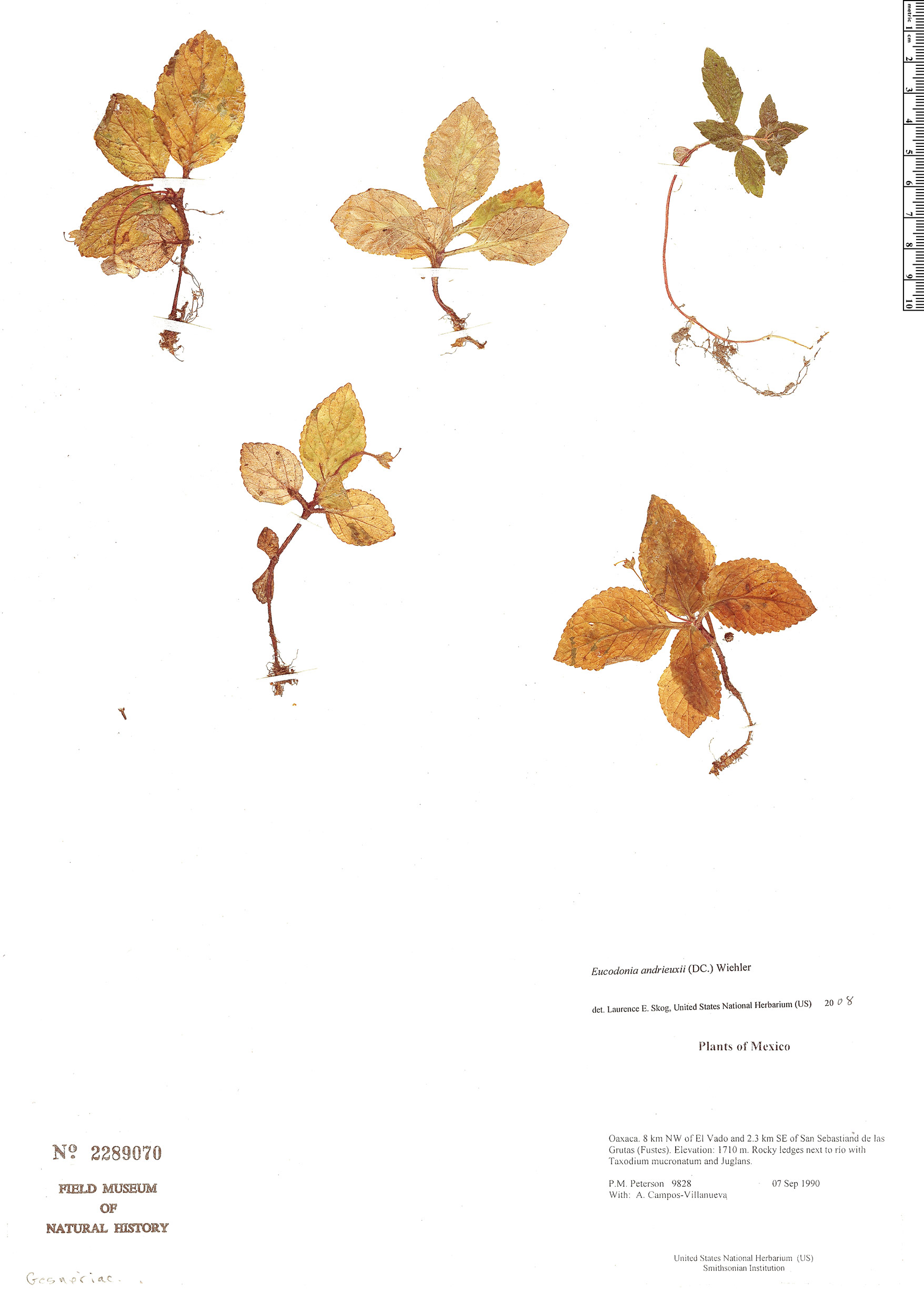 Eucodonia andrieuxii image