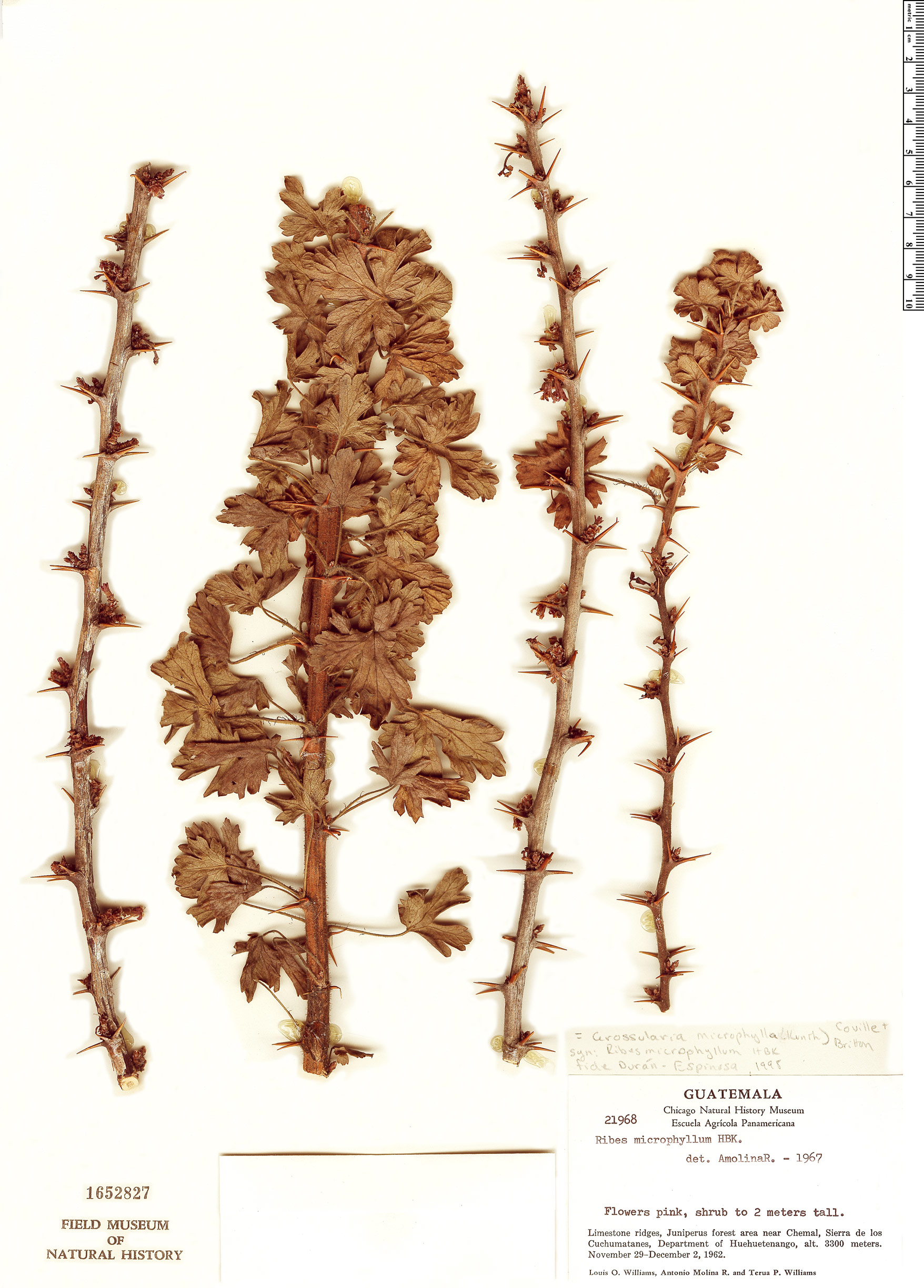 Grossularia microphylla image