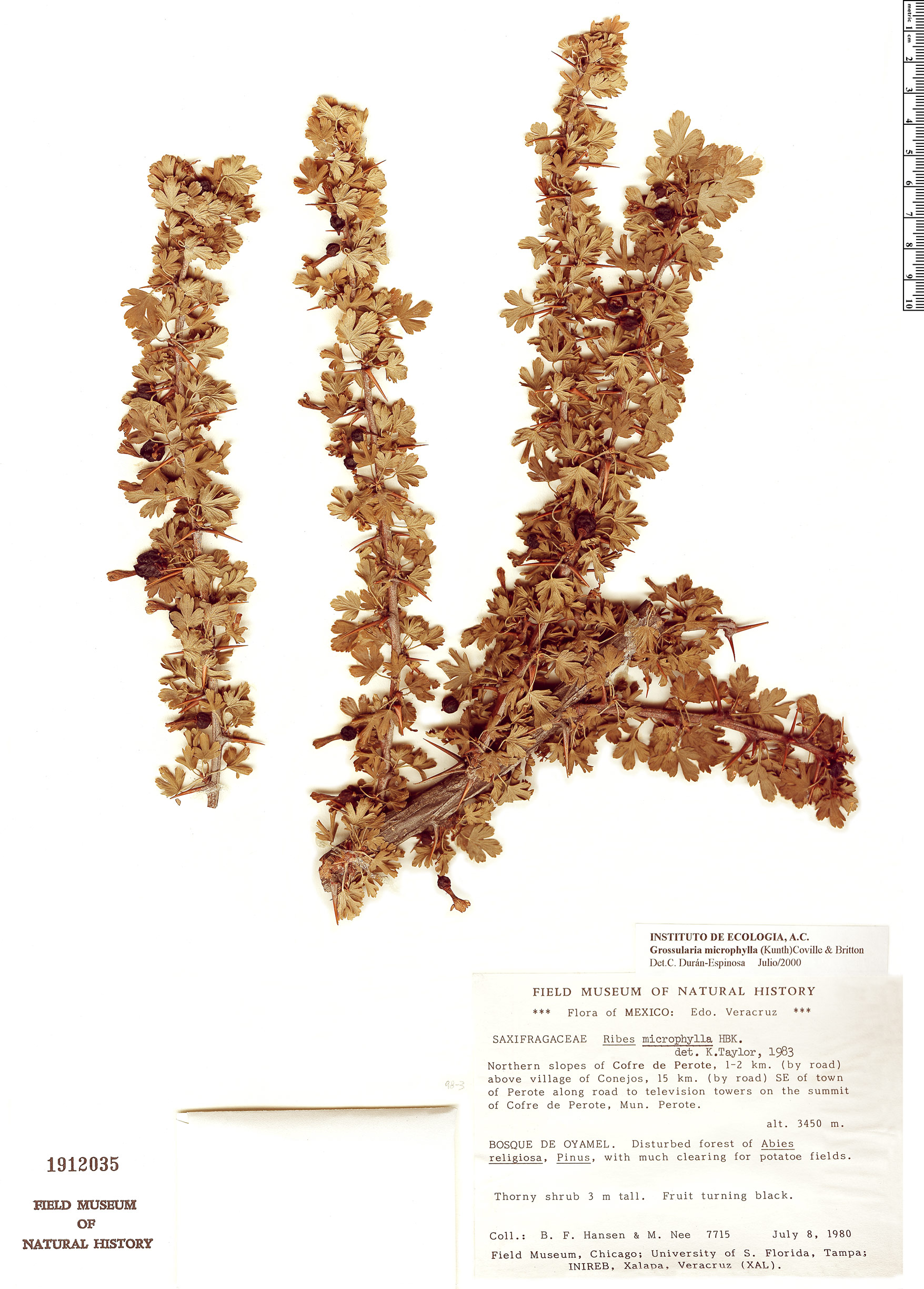 Grossularia microphylla image