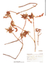 Ribes incarnatum image