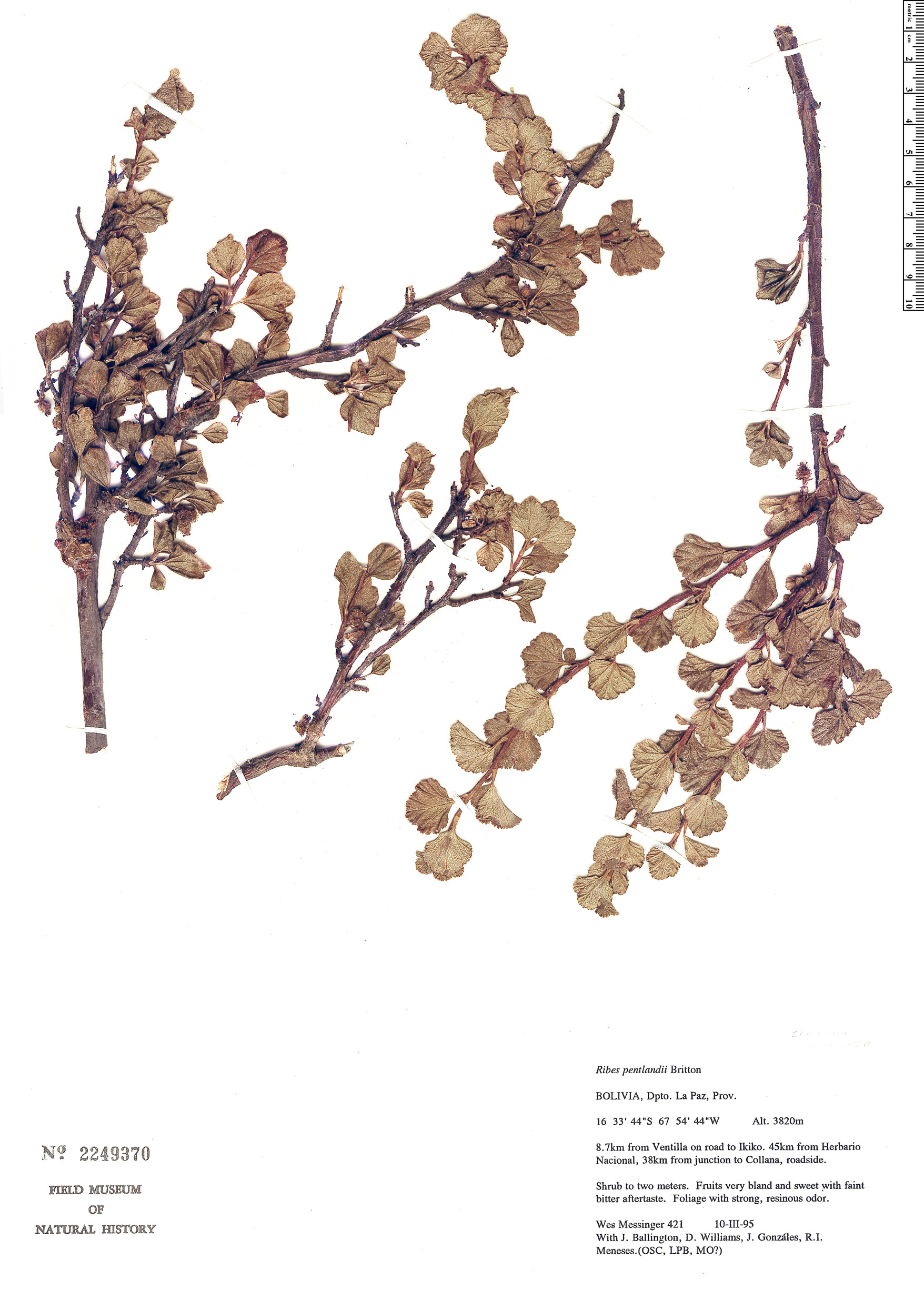 Ribes pentlandii image